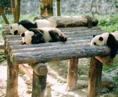 THÀNH ĐÔ – CÔNG VIÊN GẤU TRÚC - CỬU TRẠI CÂU – LẠC SƠN ĐẠI PHẬT