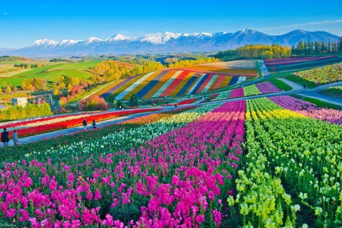 HÀ NỘI - ASAWAHIKA - FURANO - SAPPORO - OTARU - HÀ NỘI